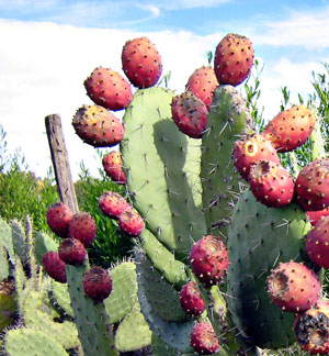 Nopal Fruit