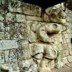 Waterlily Jaguar on Jaguar Staircase at Copan