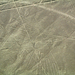 The Condor at the Nasca Lines